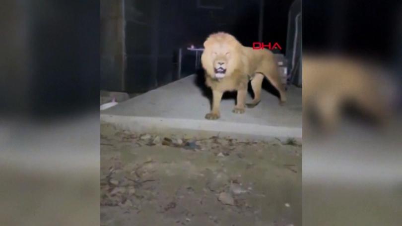 Lion Escapes Turkish Theme Park, Nearly Kills Farmer in Midnight Encounter