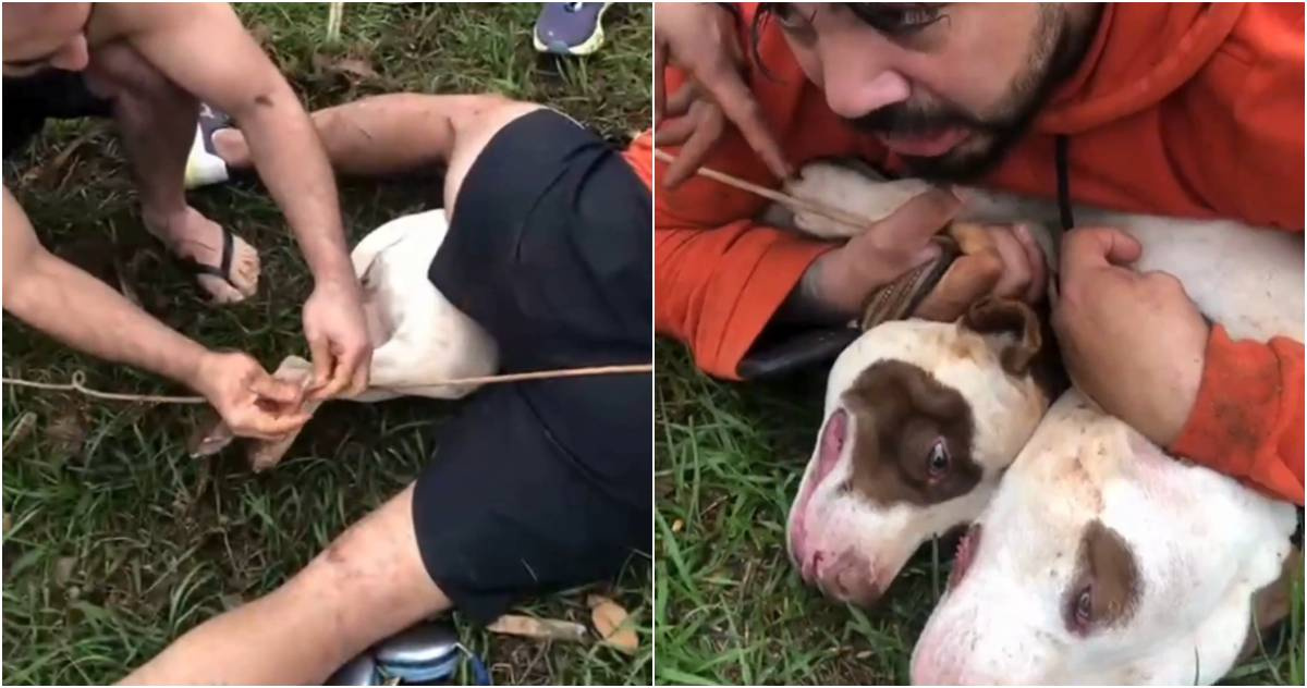 Brazilian Muay Thai Coach Survives 5-Minute Battle Against Pit Bulls