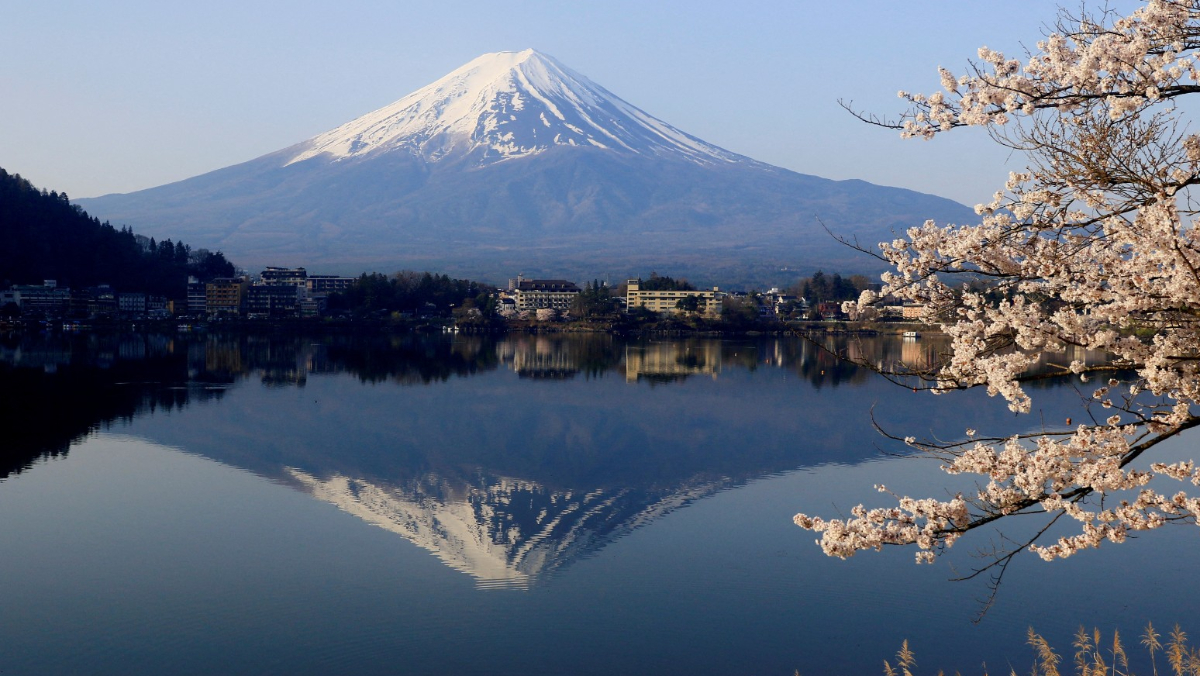 Chinese National Charged for Illegal Tree Cutting Near Mount Fuji Seeks Leniency and Japanese Citizenship