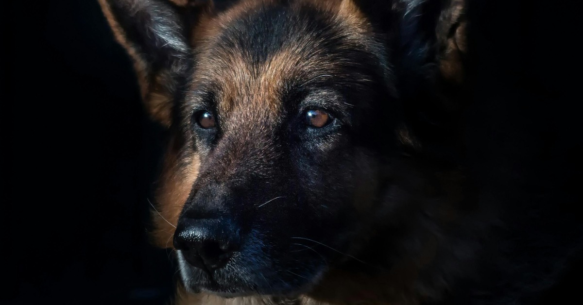 7-Year-Old Boy Dies After Being Attacked by Pack of Dogs; Owner's 9 Aggressive Dogs All Euthanized